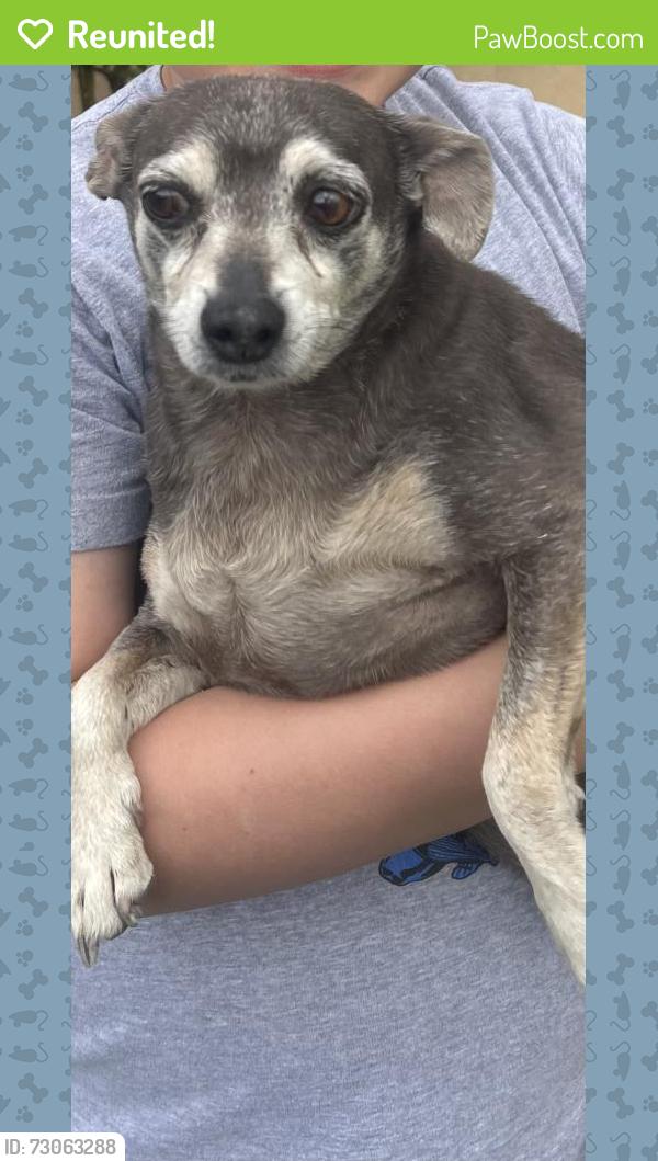 Reunited Male Dog last seen Clinton and Isleta, Albuquerque, NM 87105