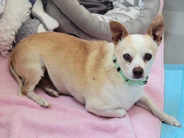 Shelter Stray Male Dog last seen Near BLOCK ESTRELLA NOCHE SANTA FE, 100 Caja Del Rio Rd, Santa Fe, NM 87507, USA