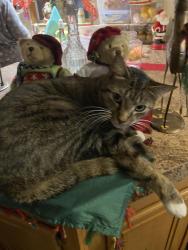 Lost Male Cat last seen Convent Garden Rd & Sunshine Grove Rd, Hernando County, FL 34613