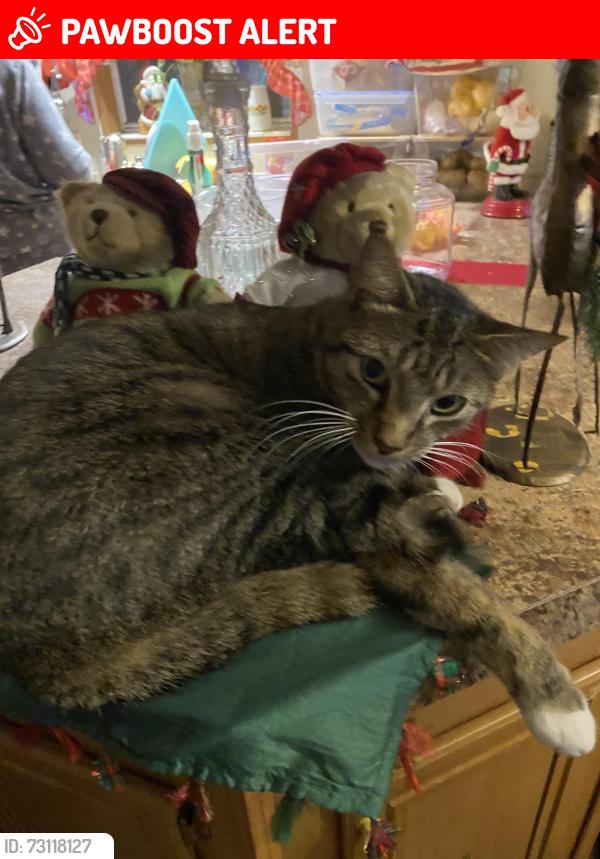 Lost Male Cat last seen Convent Garden Rd & Sunshine Grove Rd, Hernando County, FL 34613