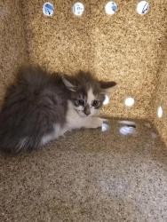 Shelter Stray Female Cat last seen Near BLOCK DOROTHY ST NE, 8920 Lomas Blvd NE, Albuquerque, NM 87112, USA