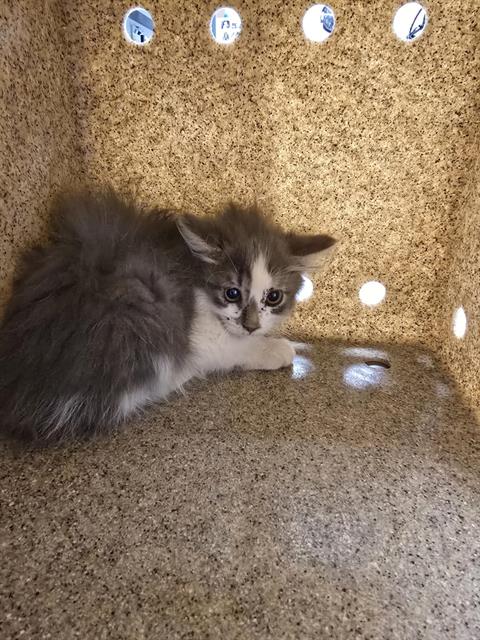 Shelter Stray Female Cat last seen Near BLOCK DOROTHY ST NE, 8920 Lomas Blvd NE, Albuquerque, NM 87112, USA