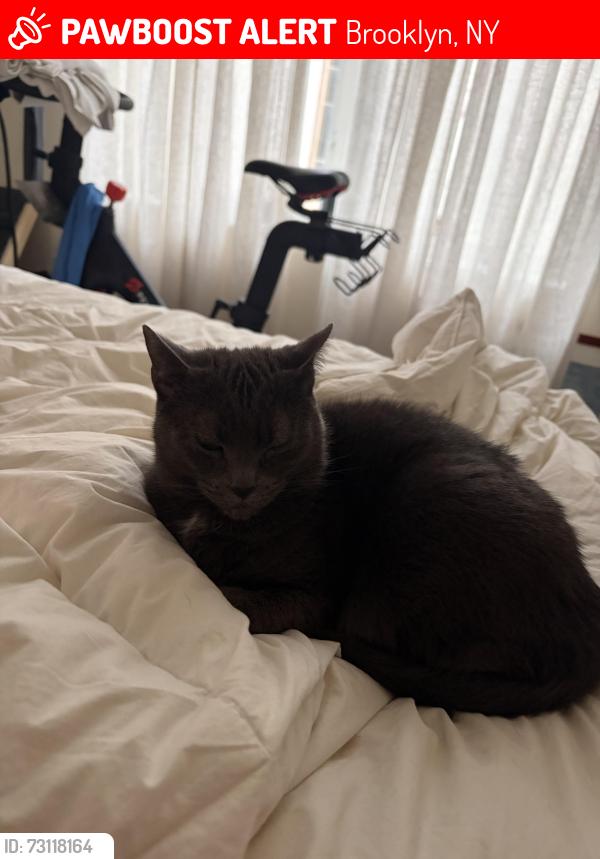 Lost Female Cat last seen Sullivan Street, Brooklyn, NY 11231