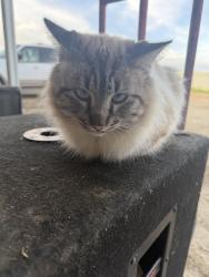 Lost Male Cat last seen By the dirt road at the stop sign, Winchester, CA 92596