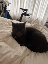 Lost Female Cat last seen Sullivan Street, Brooklyn, NY 11231