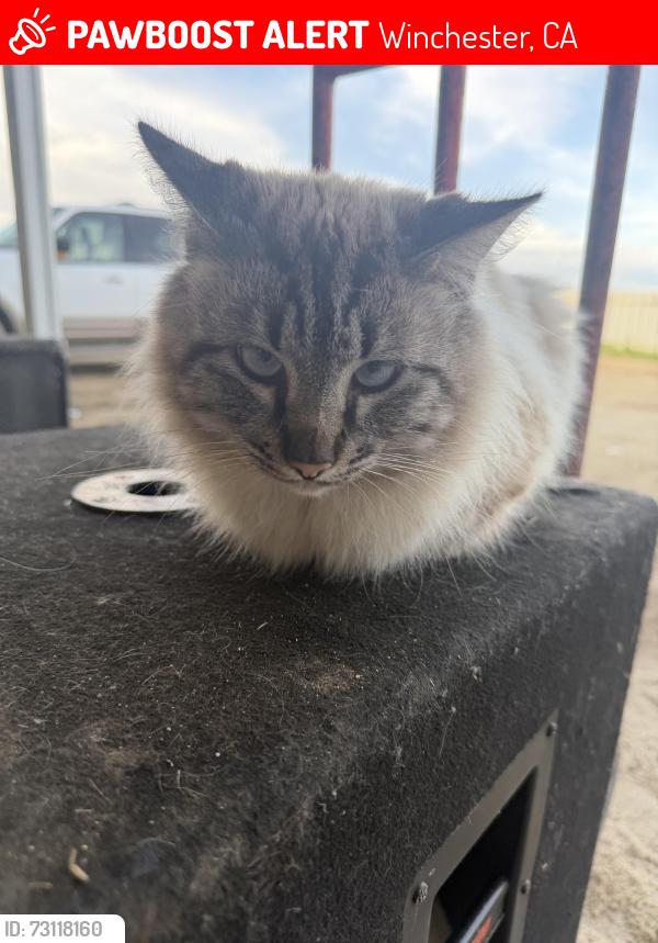 Lost Male Cat last seen By the dirt road at the stop sign, Winchester, CA 92596