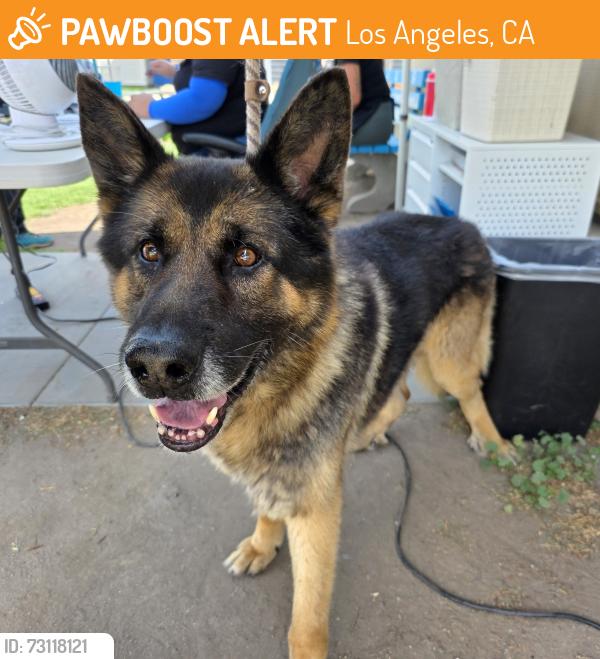 Found/Stray Male Dog last seen Near W E St, Wilmington, CA 90744, Los Angeles, CA 90744