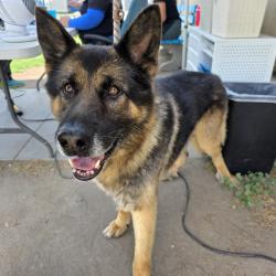Found/Stray Male Dog last seen Near W E St, Wilmington, CA 90744, Los Angeles, CA 90744
