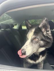 Reunited Male Dog last seen 10th line and waxwing drive, Mississauga, ON 