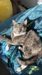 Reunited Male Cat last seen Eastmead avenue Ub6 9RG, Greater London, England UB6 9RG