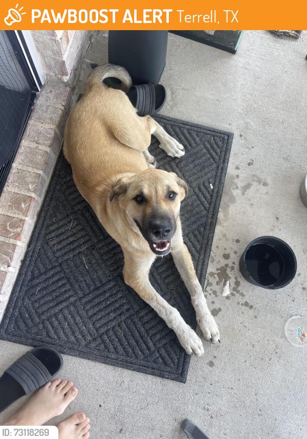 Found/Stray Male Dog last seen North of Elmo, Terrell, TX 75161