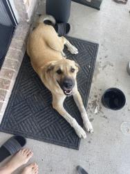 Found/Stray Male Dog last seen North of Elmo, Terrell, TX 75161