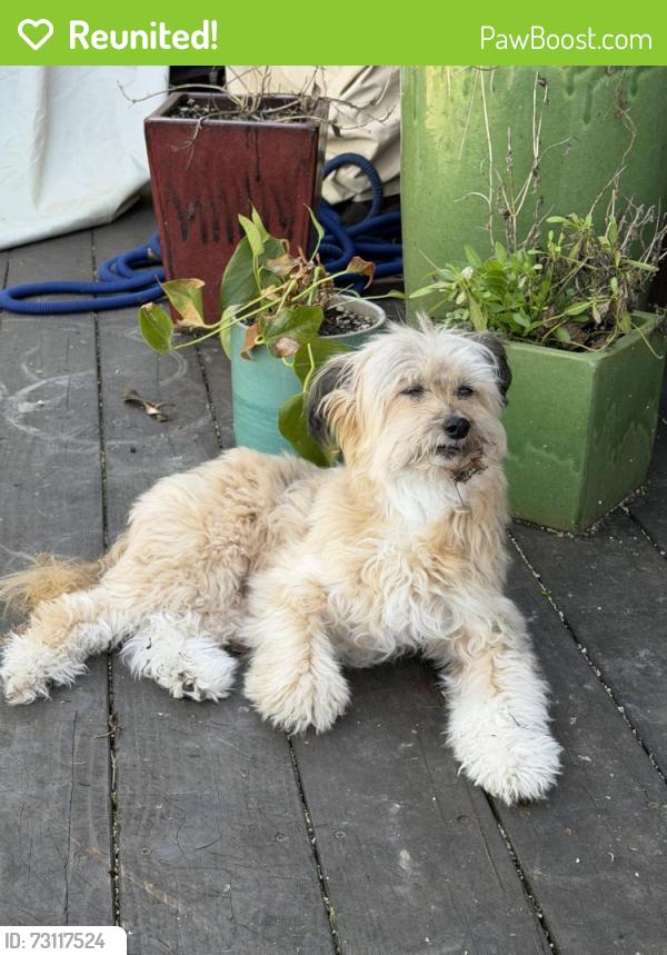 Reunited Female Dog last seen S 61st Springfield, Springfield, OR 97478