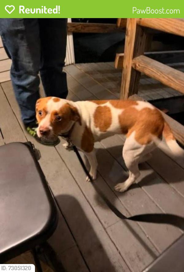 Reunited Female Dog last seen Near Archibald Way, Raleigh - Near Jacqueline Drive and Capital Blvd and 540, Raleigh, NC 27616