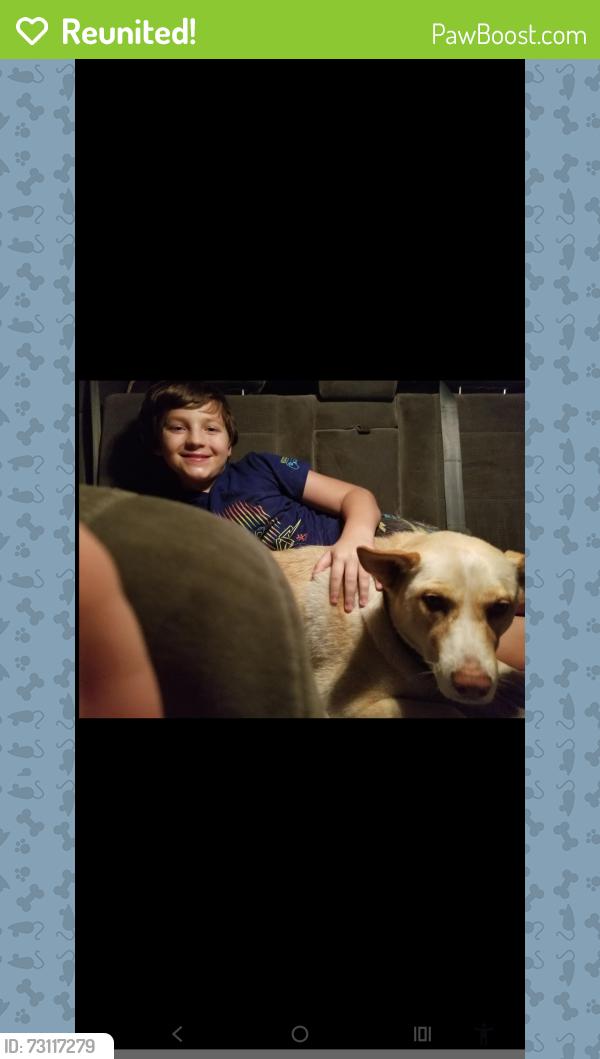 Reunited Female Dog last seen Foley Blvd and Northdale Blvd by the McDonald's, Minneapolis, MN 55448