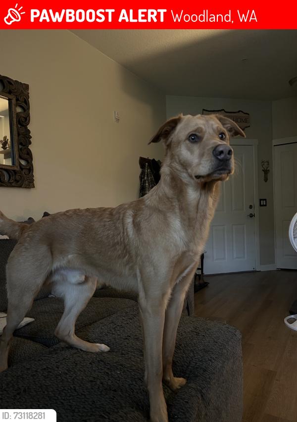 Lost Male Dog last seen Woodland police station, Woodland, WA 98674