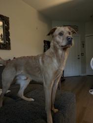 Lost Male Dog last seen Woodland police station, Woodland, WA 98674