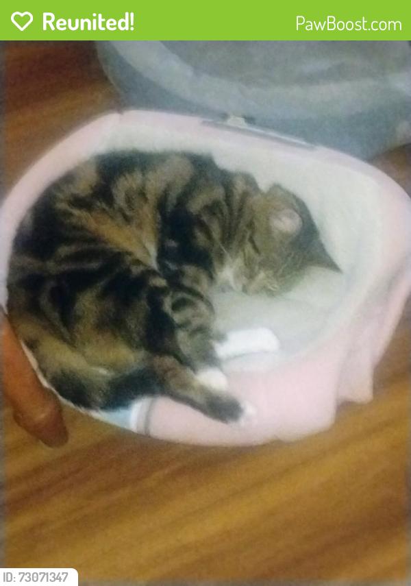 Reunited Female Cat last seen Nancy Lane and Sherry Lane, Lancaster, PA 17601
