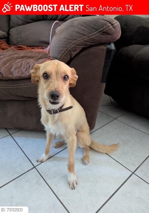 Lost Male Dog last seen Ferris Avenuea and Martin Luther King, San Antonio, TX 78220