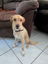 Lost Male Dog last seen Ferris Avenuea and Martin Luther King, San Antonio, TX 78220