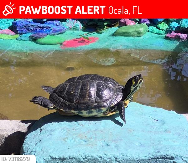 Lost Female Reptile last seen Near se 4th street by Veterans park, Ocala, FL 34471