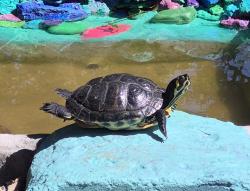 Lost Female Reptile last seen Near se 4th street by Veterans park, Ocala, FL 34471