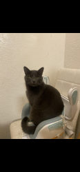 Lost Male Cat last seen Last seen at Woodbridge apmt or around Avocado village, La Mesa, CA 91941
