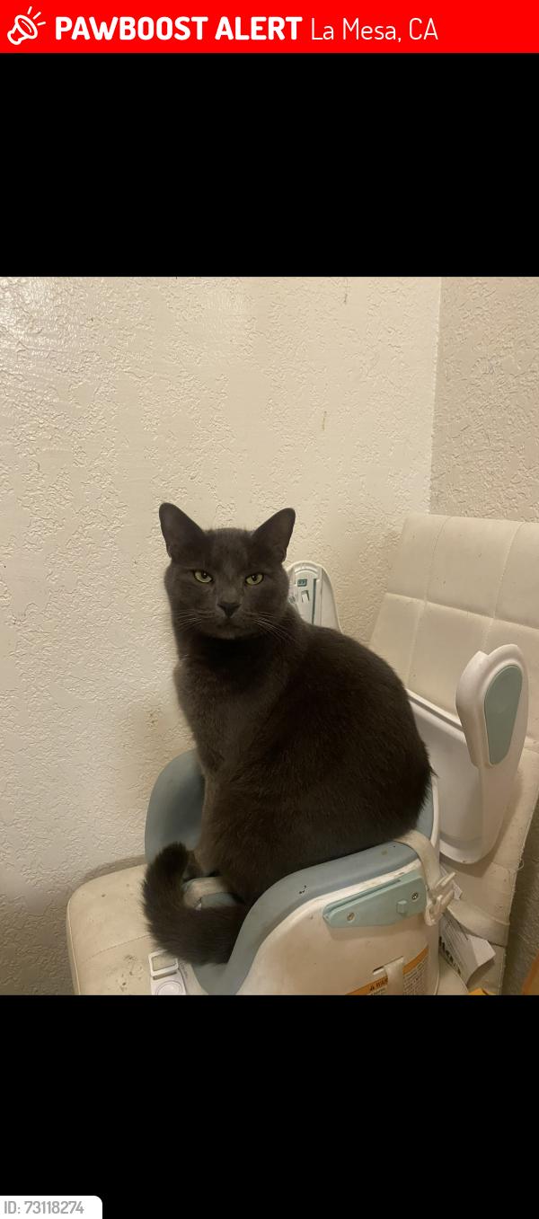 Lost Male Cat last seen Last seen at Woodbridge apmt or around Avocado village, La Mesa, CA 91941