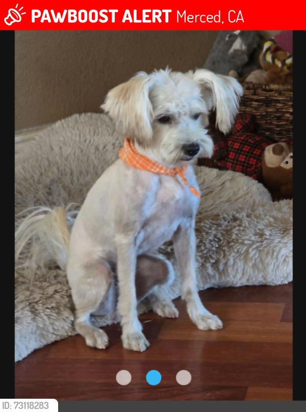 Lost Female Dog last seen El Capitan High School, Merced, CA 95340