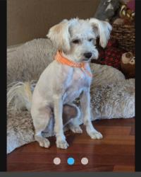 Lost Female Dog last seen El Capitan High School, Merced, CA 95340