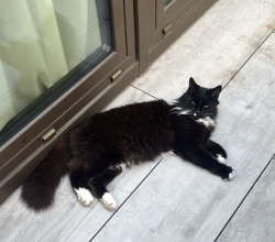 Reunited Unknown Cat last seen SW6 2DX, Greater London, England SW6 2DX