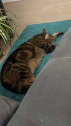 Reunited Male Cat last seen Near rue Allard, Montréal, QC H8N 0E2