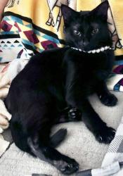 Reunited Female Cat last seen Near Walker Dr NE, Albuquerque, NM 87112, USA, Albuquerque, NM 87112
