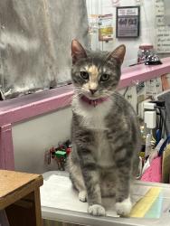 Lost Female Cat last seen Artesia & Van Ness, Torrance, CA 90504