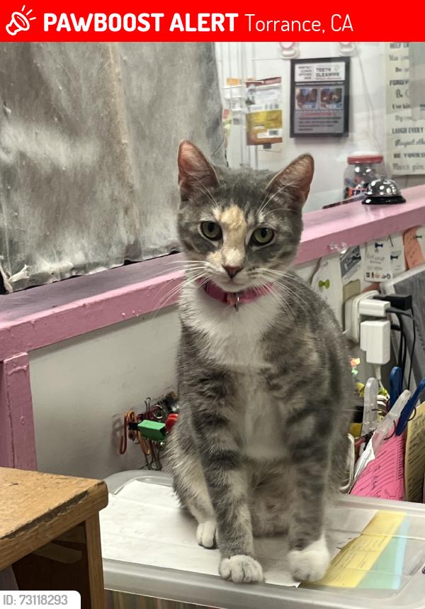 Lost Female Cat last seen Artesia & Van Ness, Torrance, CA 90504