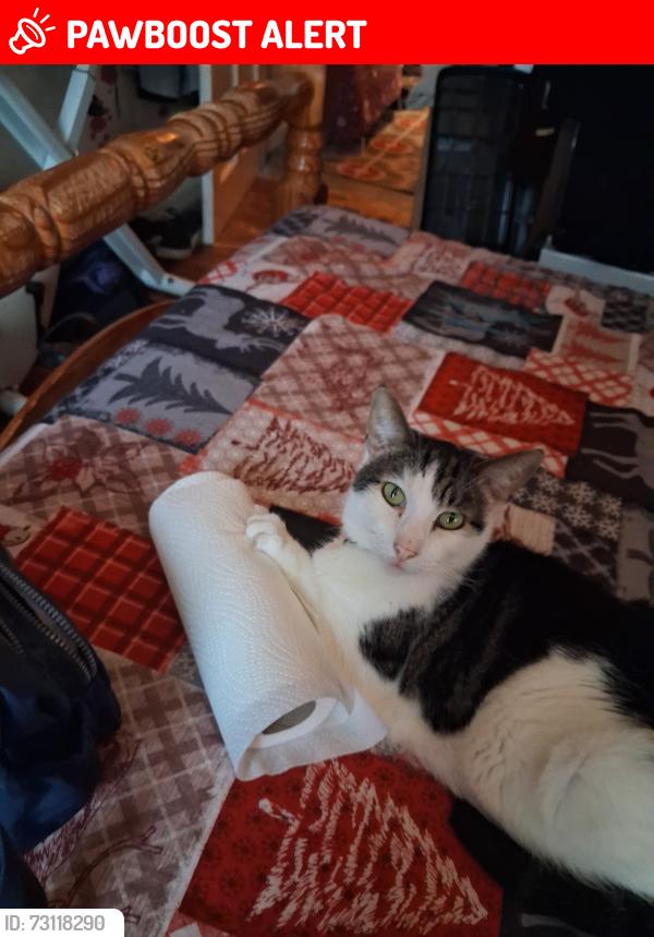 Lost Male Cat last seen 105a Brewery Road, Greater London, England SE18 1NE