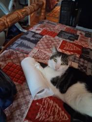 Lost Male Cat last seen 105a Brewery Road, Greater London, England SE18 1NE