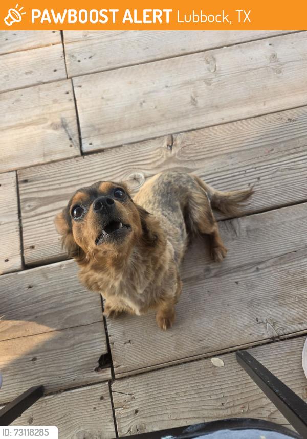 Found/Stray Female Dog last seen Burrito Tower, Lubbock, TX 79404