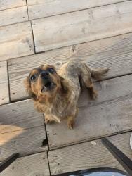 Found/Stray Female Dog last seen Burrito Tower, Lubbock, TX 79404