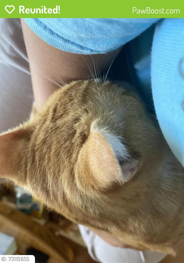 Reunited Male Cat last seen hse address, porch, Cincinnati, OH 45211