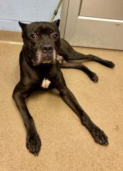Shelter Stray Male Dog last seen Near Sprucewood Ln, Lithonia, GA, 30058, GA, 3280 Chamblee Dunwoody Rd, Chamblee, GA 30341, USA