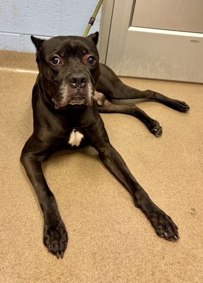 Shelter Stray Male Dog last seen Near Sprucewood Ln, Lithonia, GA, 30058, GA, 3280 Chamblee Dunwoody Rd, Chamblee, GA 30341, USA