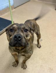 Shelter Stray Male Dog last seen Near Eastwyck Cir, Decatur, GA 30032, 30032, GA, 3280 Chamblee Dunwoody Rd, Chamblee, GA 30341, USA