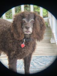 Lost Male Dog last seen Bryant’s Ford Rd, Fork Union, VA 23055