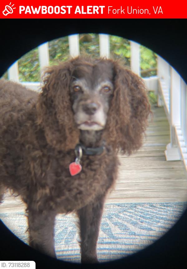 Lost Male Dog last seen Bryant’s Ford Rd, Fork Union, VA 23055