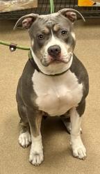 Shelter Stray Female Dog last seen Near Clearview Ave 411, 30340, GA, 3280 Chamblee Dunwoody Rd, Chamblee, GA 30341, USA