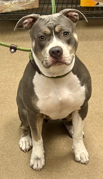 Shelter Stray Female Dog last seen Near Clearview Ave 411, 30340, GA, 3280 Chamblee Dunwoody Rd, Chamblee, GA 30341, USA