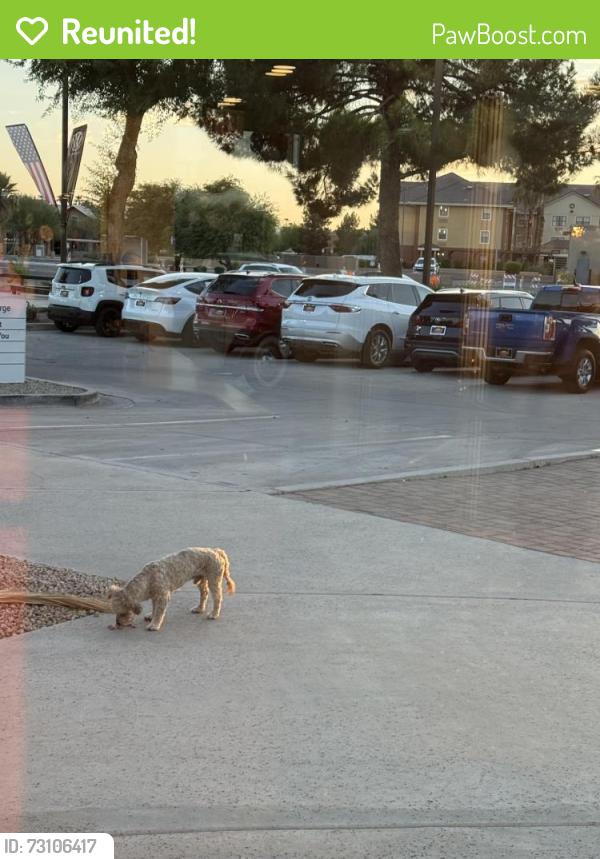 Reunited Male Dog last seen Country club and baseline, Gilbert, AZ 85233