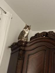 Lost Female Cat last seen Heritage trace, Fort Worth, TX 76179