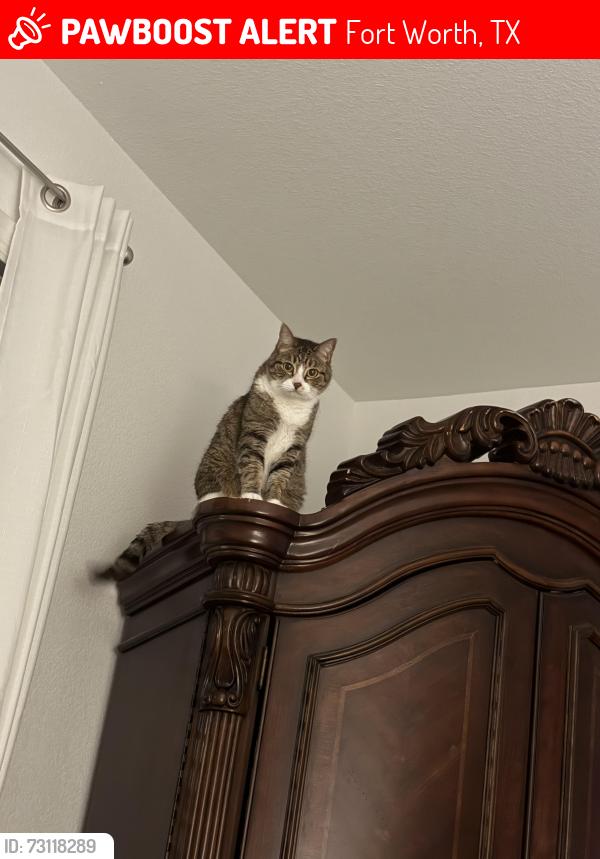 Lost Female Cat last seen Heritage trace, Fort Worth, TX 76179